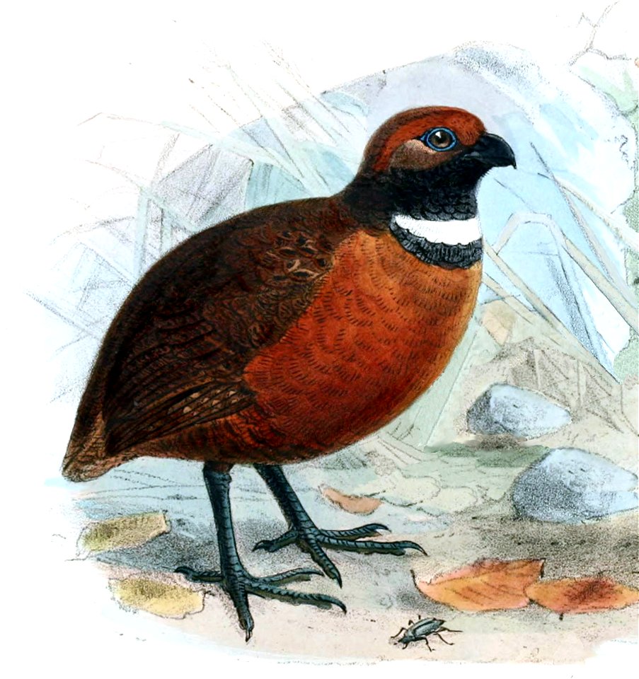Novitateszoologi05lond 0526a (cropped)
