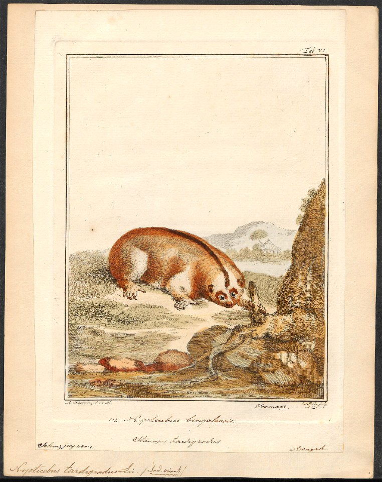 Nycticebus tardigradus - 1810-1819 - Print - Iconographia Zoologica - Special Collections University of Amsterdam - UBA01 IZ19700116