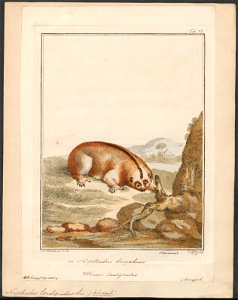Nycticebus tardigradus - 1810-1819 - Print - Iconographia Zoologica - Special Collections University of Amsterdam - UBA01 IZ19700116