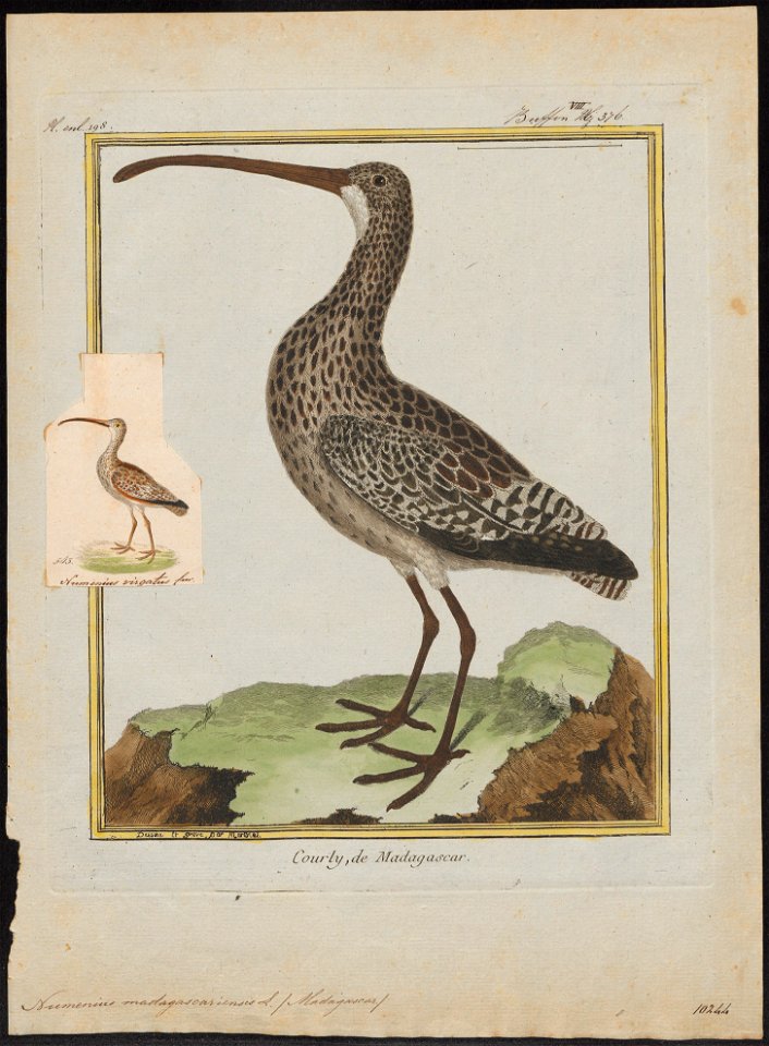 Numenius madagascariensis - 1700-1880 - Print - Iconographia Zoologica - Special Collections University of Amsterdam - UBA01 IZ17400063
