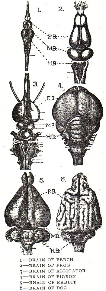 NSRW Brain 1
