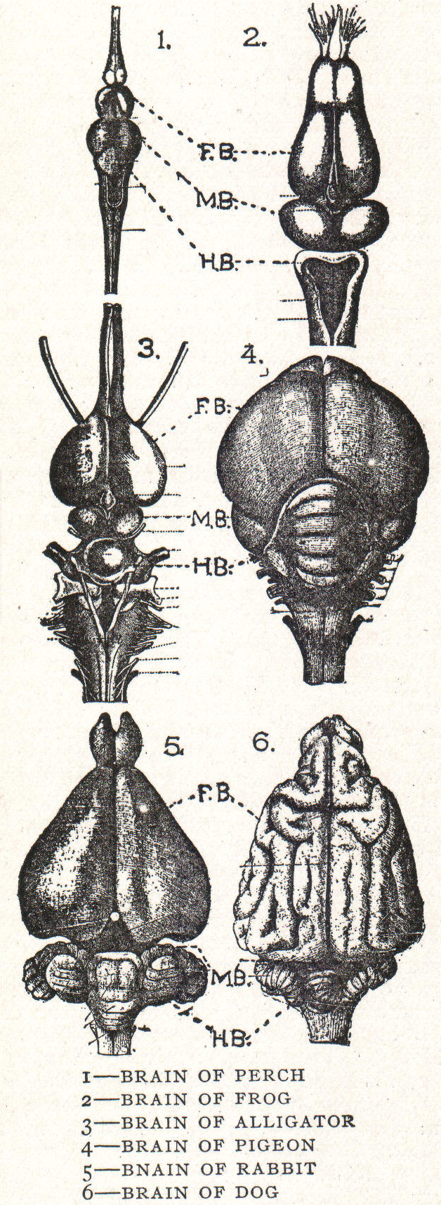 NSRW Brain 1