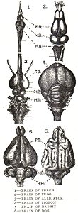 NSRW Brain 1