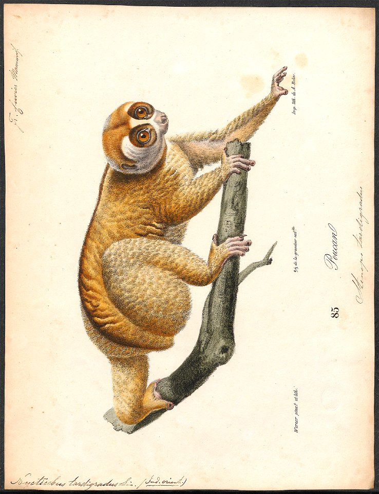 Nycticebus tardigradus - 1818-1842 - Print - Iconographia Zoologica - Special Collections University of Amsterdam - UBA01 IZ19700120