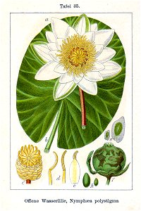 Nymphaea alba Sturm35