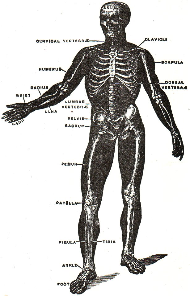 NSRW Human Skeleton