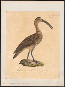 Numenius hudsonicus - 1825-1834 - Print - Iconographia Zoologica - Special Collections University of Amsterdam - UBA01 IZ17400067