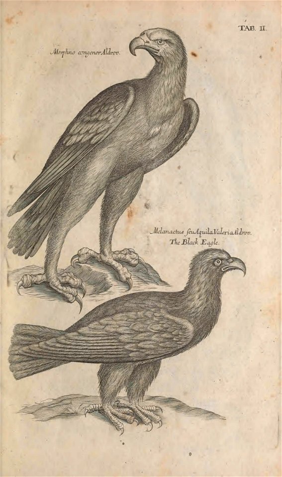 Ornithology tab 2