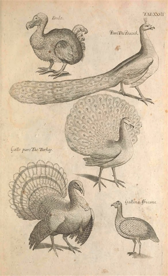 Ornithology tab 27