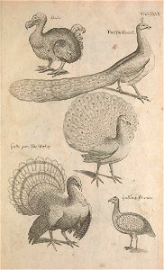 Ornithology tab 27