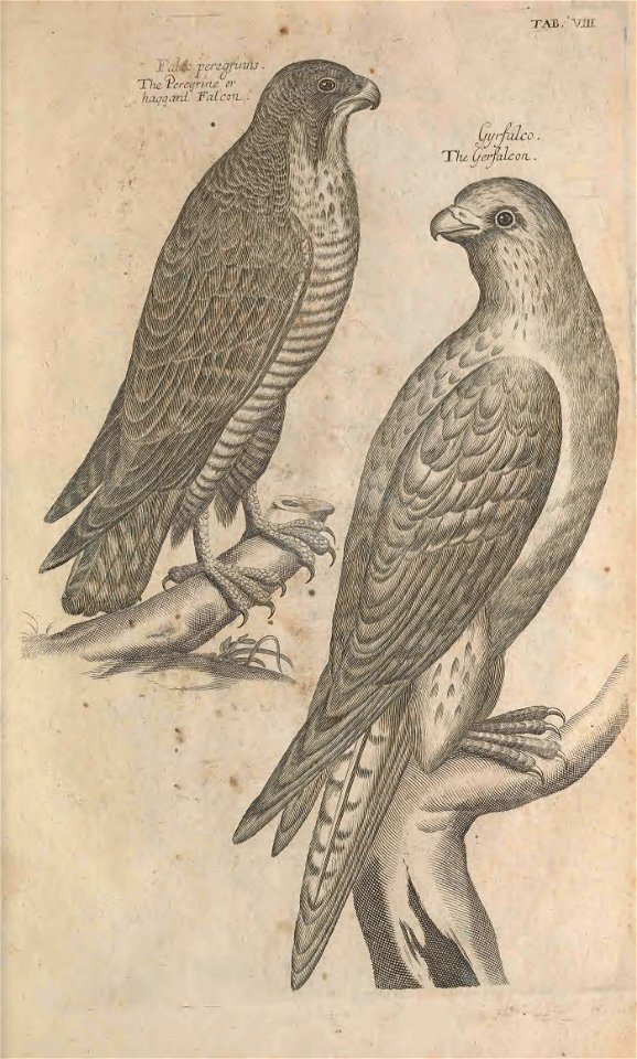 Ornithology tab 8