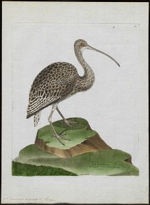 Numenius arquata - 1790-1796 - Print - Iconographia Zoologica - Special Collections University of Amsterdam - UBA01 IZ17400043