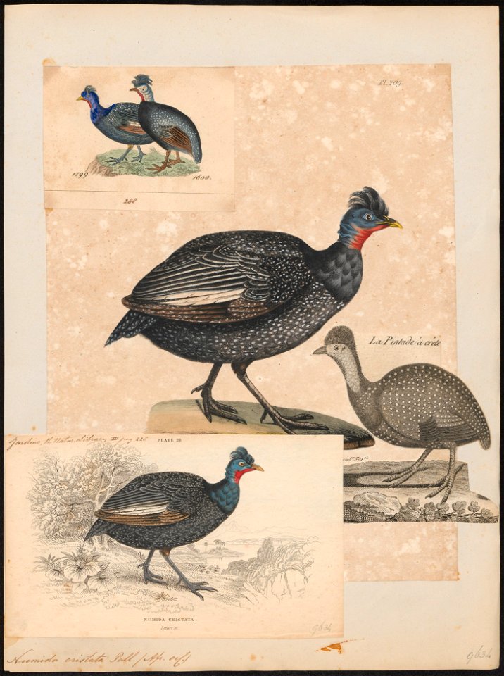 Numida cristata - 1825-1834 - Print - Iconographia Zoologica - Special Collections University of Amsterdam - UBA01 IZ16900320