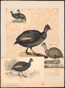 Numida cristata - 1825-1834 - Print - Iconographia Zoologica - Special Collections University of Amsterdam - UBA01 IZ16900320