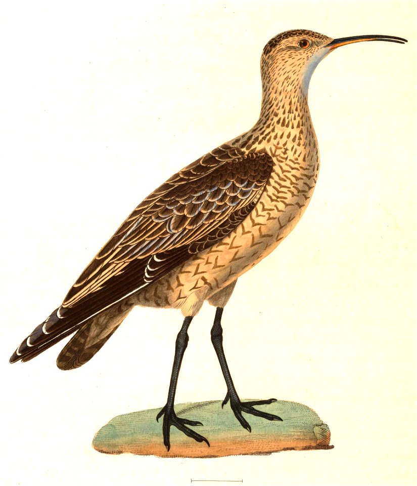 Numenius borealis 1838