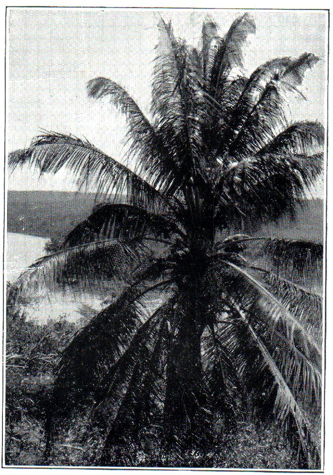 NSRW Chagres River, Fort San Lorenzo