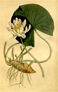 Nymphaea odorata Bot. Mag. 40. 1652. 1814