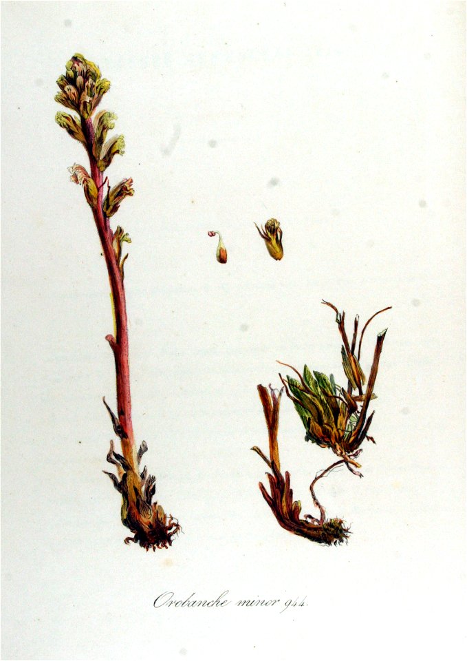 Orobanche minor — Flora Batava — Volume v12