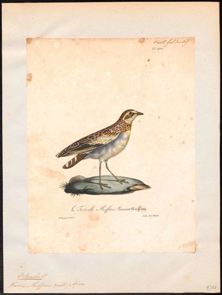 Ortyxelos meiffreni - 1825-1834 - Print - Iconographia Zoologica - Special Collections University of Amsterdam - UBA01 IZ17100179