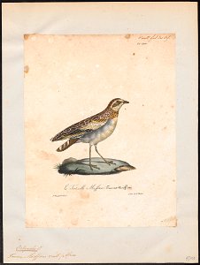 Ortyxelos meiffreni - 1825-1834 - Print - Iconographia Zoologica - Special Collections University of Amsterdam - UBA01 IZ17100179