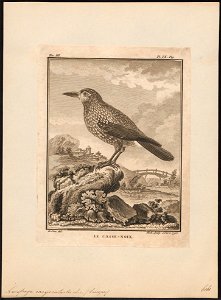 Nucifraga caryocatactes - 1793 - Print - Iconographia Zoologica - Special Collections University of Amsterdam - UBA01 IZ15700167