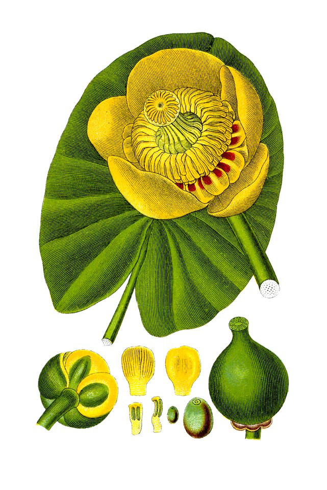 Nuphar lutea - Deutschlands Flora in Abbildungen nach der natur - vol. 5 t. 34 - clean, no legend 01