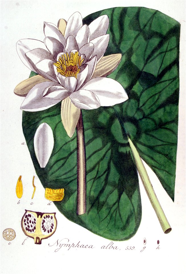 Nymphaea alba — Flora Batava — Volume v7