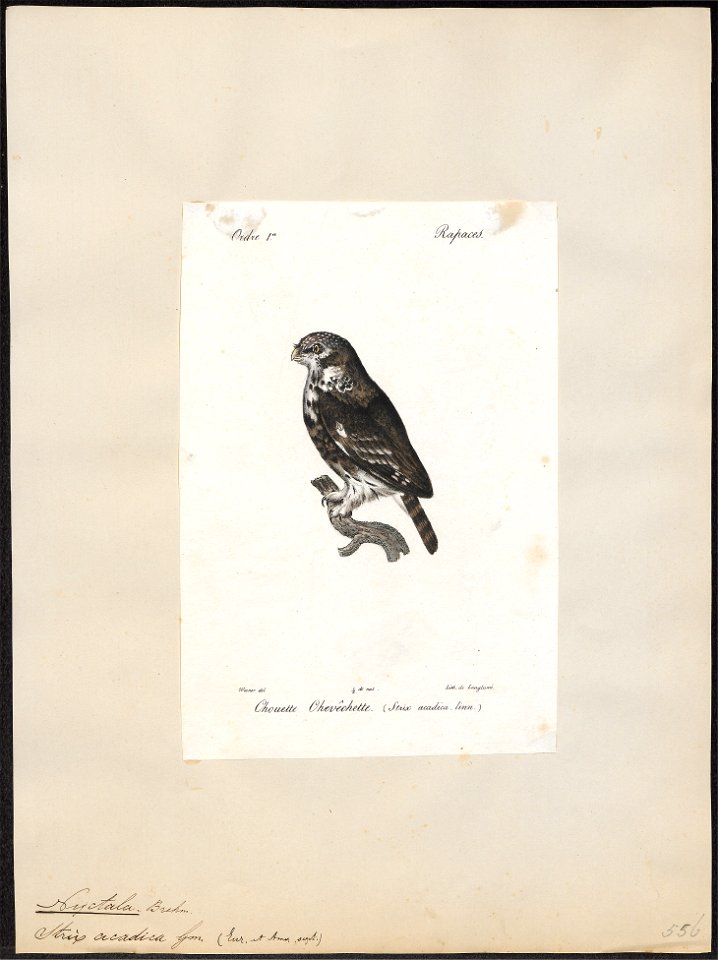 Nyctala acadica - 1842-1848 - Print - Iconographia Zoologica - Special Collections University of Amsterdam - UBA01 IZ18400223
