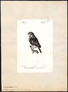 Nyctala acadica - 1842-1848 - Print - Iconographia Zoologica - Special Collections University of Amsterdam - UBA01 IZ18400223