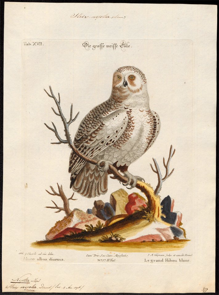 Nyctea nivea - 1700-1880 - Print - Iconographia Zoologica - Special Collections University of Amsterdam - UBA01 IZ18400019