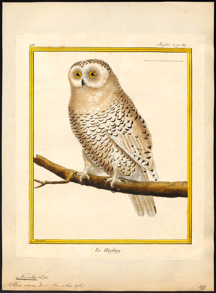 Nyctea nivea - - Print - Iconographia Zoologica - Special Collections University of Amsterdam - UBA01 IZ18400015