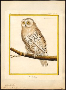Nyctea nivea - - Print - Iconographia Zoologica - Special Collections University of Amsterdam - UBA01 IZ18400015