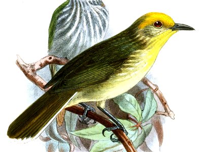 OrthotomusZosterornisKeulemans (cropped)