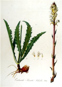 Orobanche picridis — Flora Batava — Volume v13
