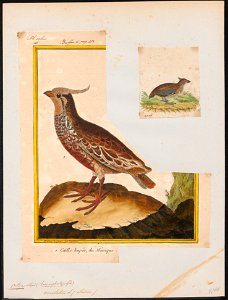 Ortix cristatus - 1700-1880 - Print - Iconographia Zoologica - Special Collections University of Amsterdam - UBA01 IZ17100233