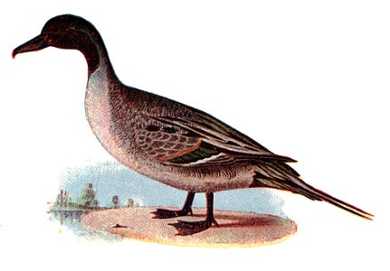 NSRW Pintail Duck. Free illustration for personal and commercial use.