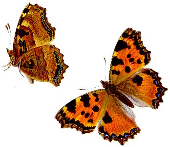 Nymphalis polychloros - Großer Fuchs
