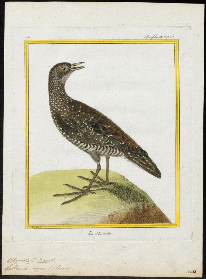Ortygometra porzana - 1700-1880 - Print - Iconographia Zoologica - Special Collections University of Amsterdam - UBA01 IZ17500089