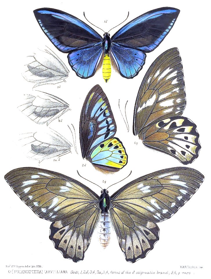 OrnithopteraUrvilliana2Rippon