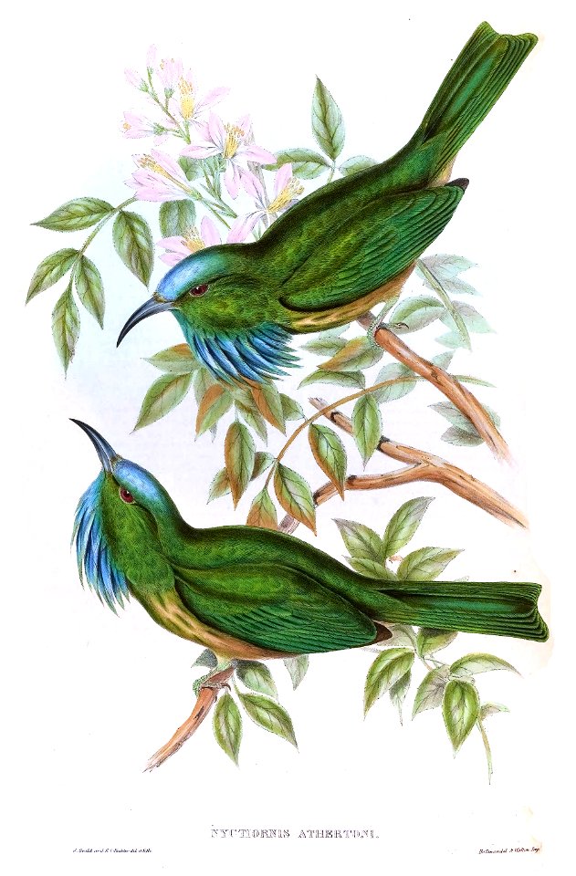 NyctyornisAthertoniGould