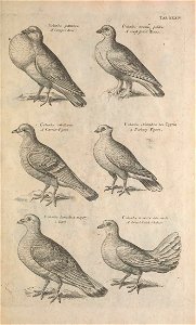 Ornithology tab 34