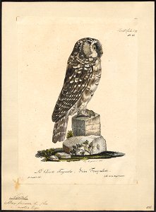 Nyctala funerea - 1825-1834 - Print - Iconographia Zoologica - Special Collections University of Amsterdam - UBA01 IZ18400221