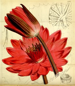 Nymphaea devoniensis Bot. Mag. 78. 4665. 1852