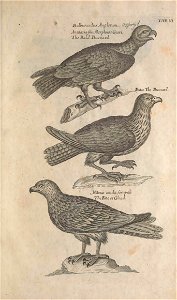 Ornithology tab 6
