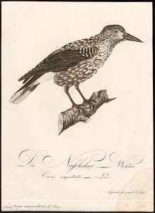 Nucifraga caryocatactes - 1800-1812 - Print - Iconographia Zoologica - Special Collections University of Amsterdam - UBA01 IZ15700175