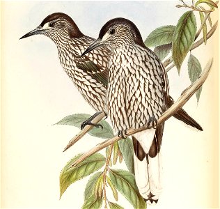 Nucifraga multipunctata Gould (cropped)