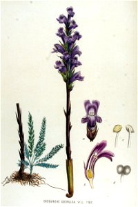 Orobanche coerulea — Flora Batava — Volume v15. Free illustration for personal and commercial use.