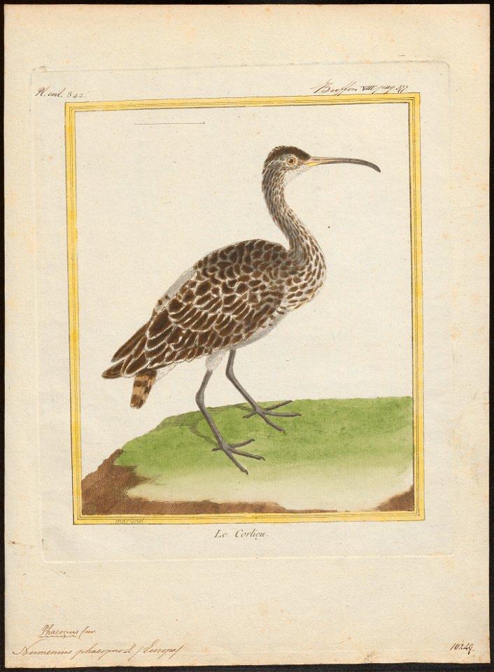 Numenius phaeopus - 1700-1880 - Print - Iconographia Zoologica - Special Collections University of Amsterdam - UBA01 IZ17400075