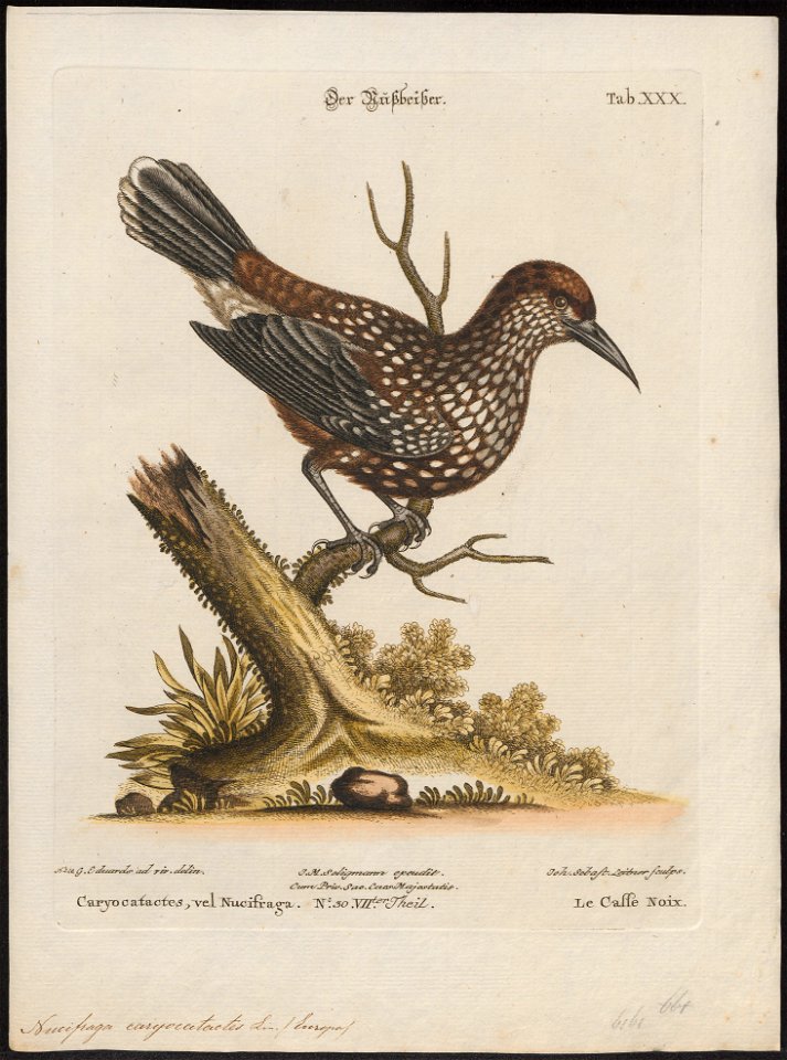 Nucifraga caryocatactes - 1700-1880 - Print - Iconographia Zoologica - Special Collections University of Amsterdam - UBA01 IZ15700165