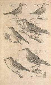 Ornithology tab 23
